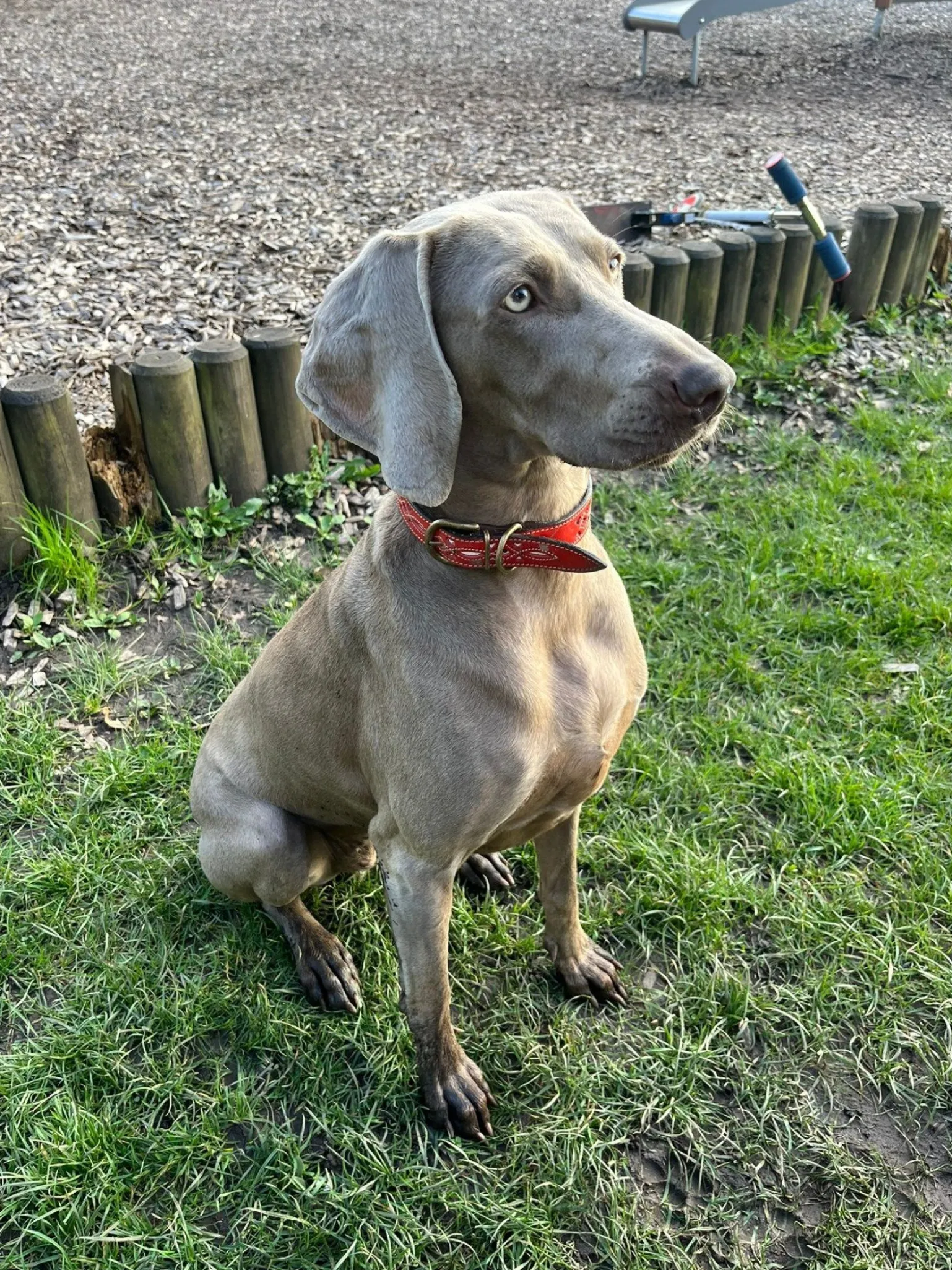 Penelope Chilvers Dog Collar Red Sale