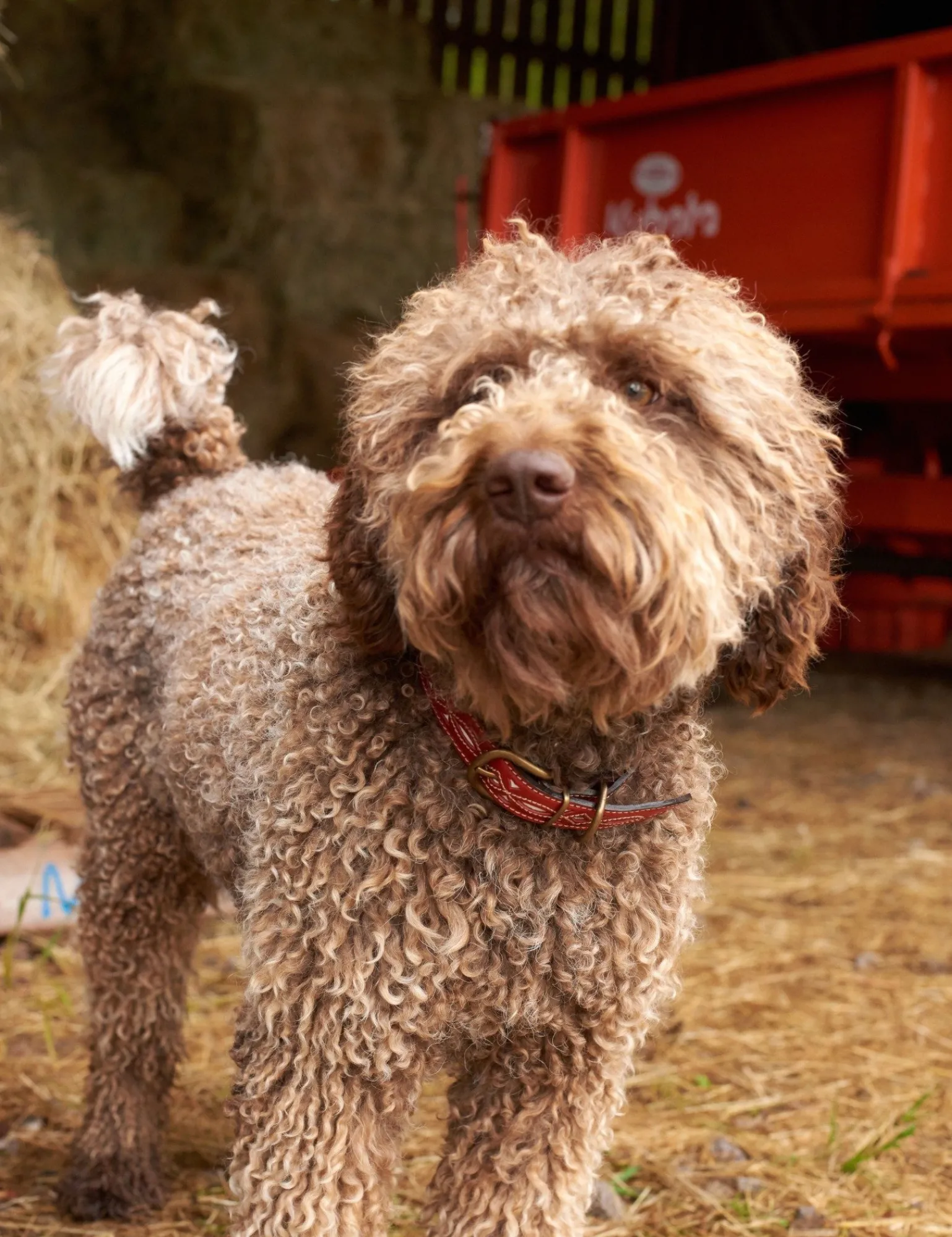 Penelope Chilvers Dog Collar Red Sale