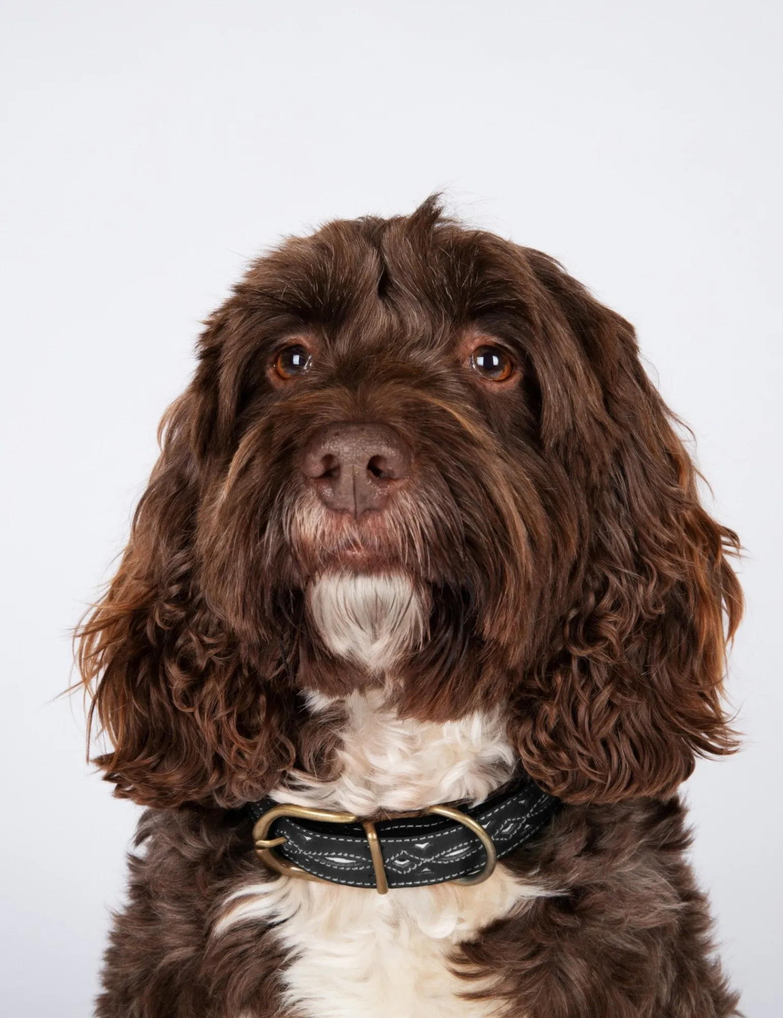 Penelope Chilvers Dog Collar Black New