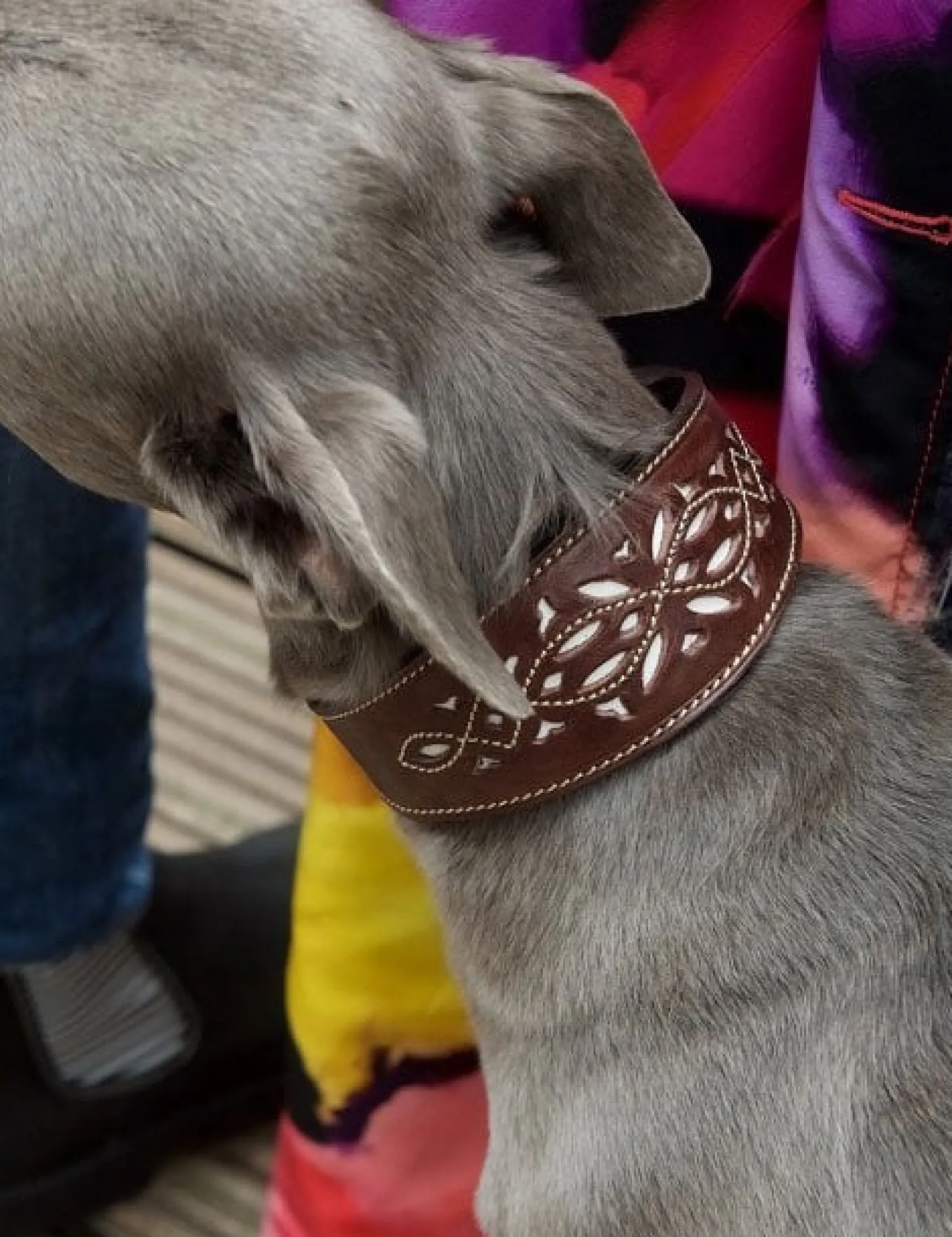 Penelope Chilvers Dog Collar BitterChocolate Fashion